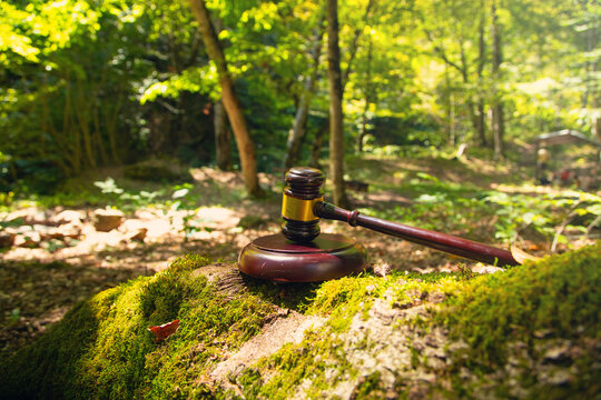 Judge gavel in the forest background.