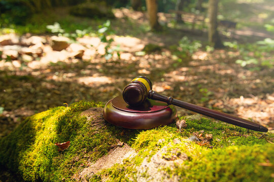 Judge gavel in the forest background.