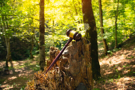 Judge gavel in the forest background.