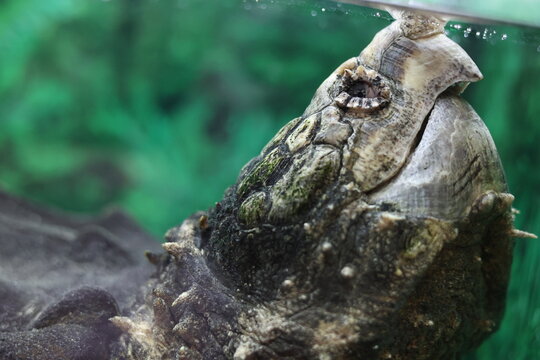 Alligator snapping turtle head close up showing powerful beak and rough skin, wild reptile concept