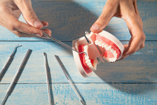 Dentist showing human tooth jaw model.