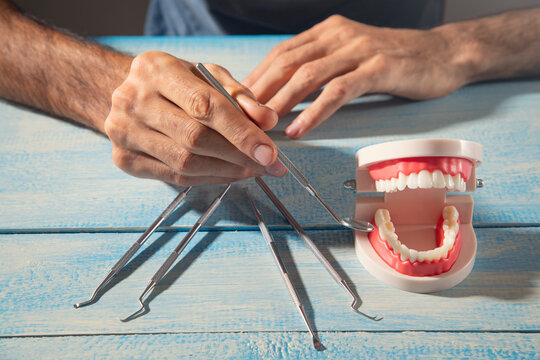 Dentist showing human tooth jaw model.