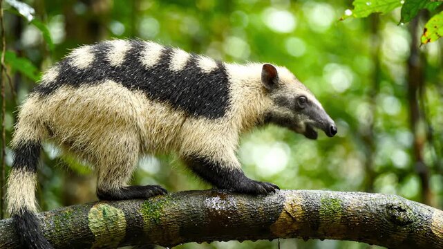 Collared Anteater or Tamandua Walking Along a Wet Branch in the Rainforest Jungle
