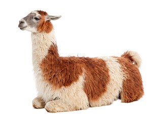 Adorable Brown and White Llama Sitting in Profile on Transparent Background – Fluffy Domestic Alpaca Isolated Cutout © PixFoto