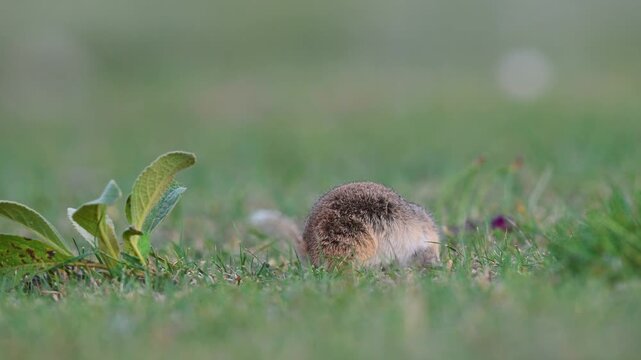An Anatolian ground squirrel (Spermophilus xanthoprymnus) feeding among the grasses and surveying its surroundings in its natural habitat.