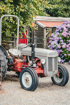 Retro farm tractor parked in front of a rustic wooden shed and blooming hydrangea flowers on a sunny day