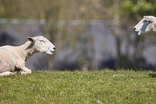 Ein Schaf liegt auf einem gr&uuml;nen Grash&uuml;gel und streckt den Kopf entspannt in die Sonne.