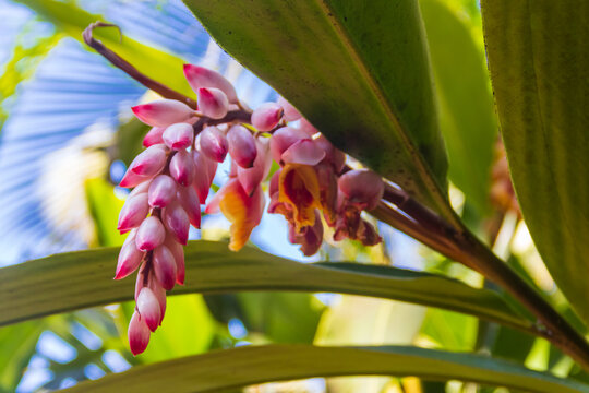 Beautiful blooming shell ginger (Alpinia zerumbet) in a tropical garden