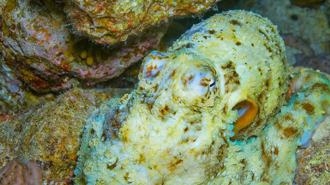 Octopus, Coral reef, Red Sea, Egypt