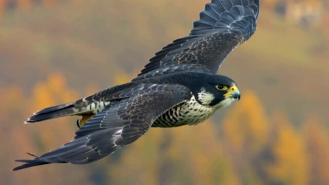 Peregrine falcon in flight showing speed and agility in a natural setting