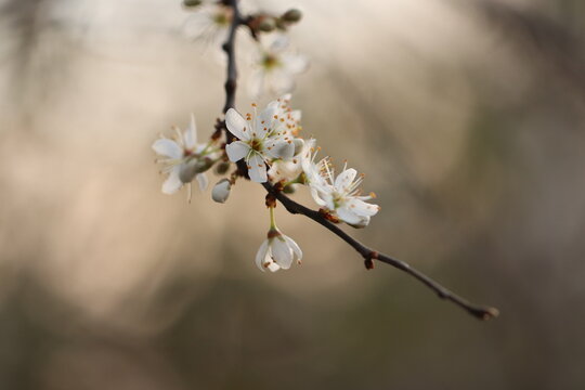 fiori di prugnolo selvatico in primavera al tramonto