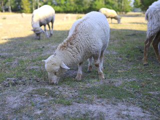 Fototapeta premium Domestic sheep grazing on grass with other sheep in the background at a rural farm, representing livestock breeding, pasture feeding, animal husbandry and sheep farming.