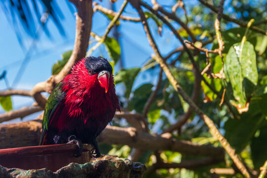 Black-capped lory (Lorius lory) parrot in a tropical park