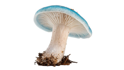 Single wild blue milk cap mushroom lactarius indigo © Amelia