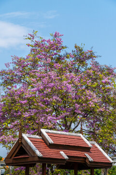 Blooming pink tree behind traditional wooden pavilion