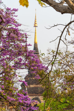 Golden temple spire framed by purple blossoms and tree branches