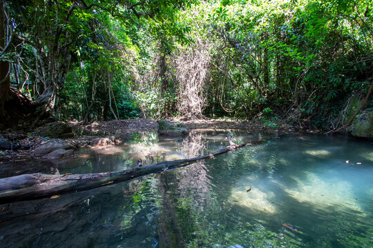 Lush tropical forest creek with clear water and fallen log