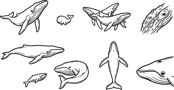 Massive baleen whales and playful calves illustrated in monochrome