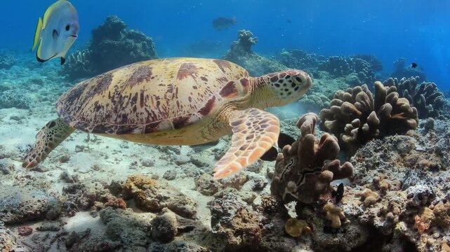 Green Sea Turtle Swimming Over Coral Reef