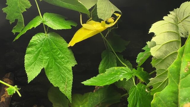 Yellow giant Malaysian leaf insect, Pulchriphyllium giganteum, rests on green common hop Humulus lupulus leaves. Tropical Malaysian rainforest species shows leaf mimicry and camouflage for biology, zo