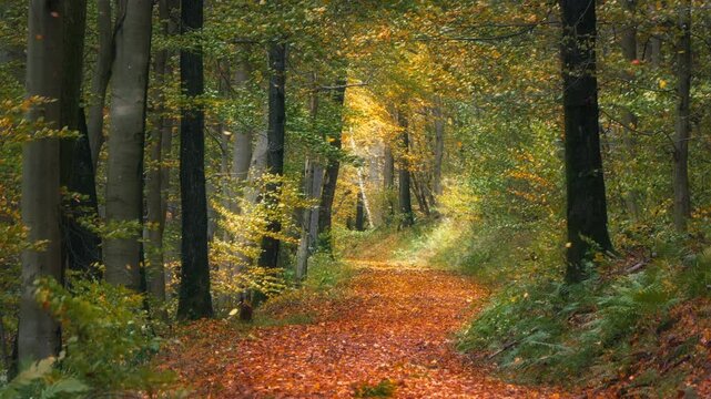 Autumn leaves flying in the wind in a colorful forest. Slow motion of falling foliage in the woodlands. 
