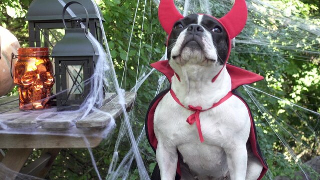 Cute French Bulldog in a festive costume