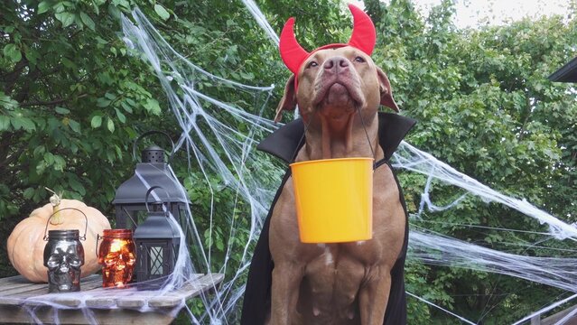 Cute American Pitbull in a festive costume