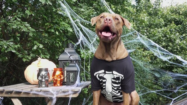 Cute Pitbull in a festive costume
