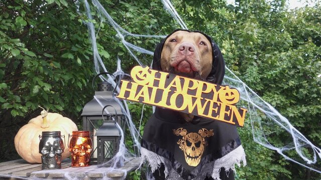 Cute dog in a festive costume