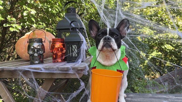 Cute French Bulldog in a festive costume