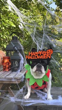 Cute dog in a festive costume