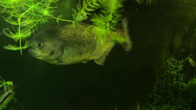 Red bellied piranha Pygocentrus nattereri swimming among aquatic plants, freshwater fish, biology plus zoology research.