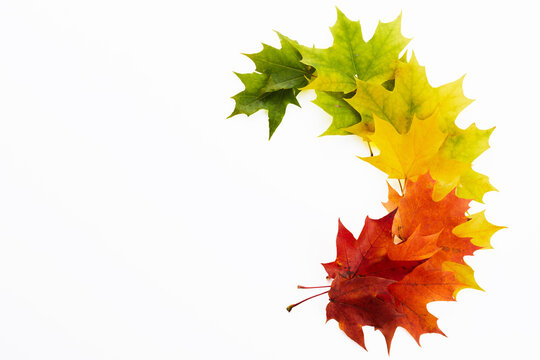 Maple leaves showing autumn color gradient on white background