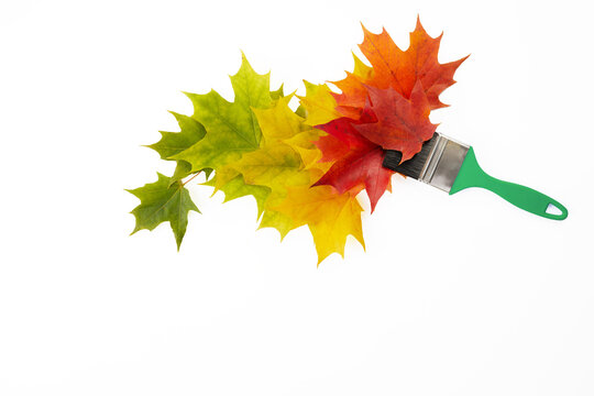 Paintbrush creating autumn maple leaf color transition on white