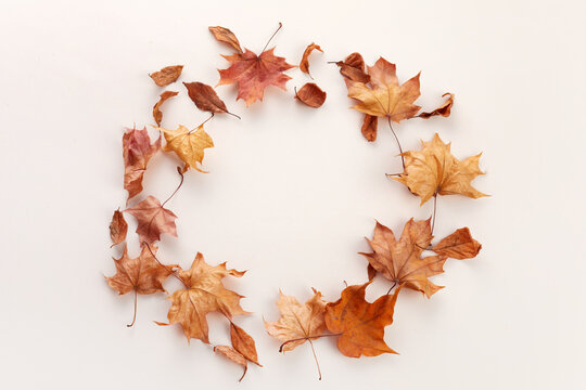 Autumn maple leaves forming circular frame with copy space