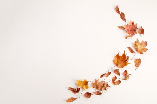 Autumn dry leaves creating decorative flat lay border