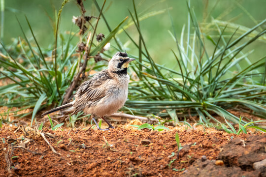 Horned Larkb(Eremophila alpestris) ruffling its feathers. Raleigh, North Carolina.