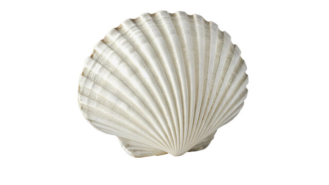 Single white scallop seashell isolated on dark background
