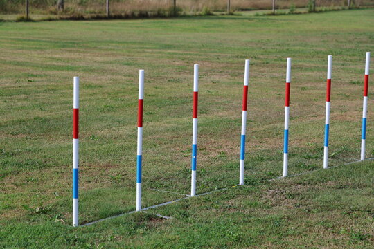 Dog agility slalom obstacles on a green grass field in summer.