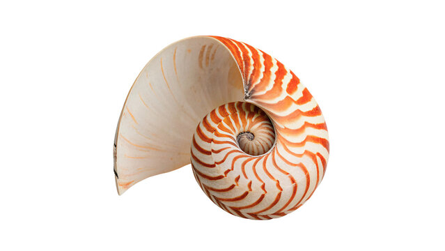 Natural spiral nautilus seashell specimen isolated on dark background