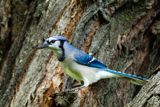 Selective focus side closeup of Northern blue jay perched on tree, Sainte-P&eacute;tronille, Island of Orleans, Qu&eacute;bec, Canada