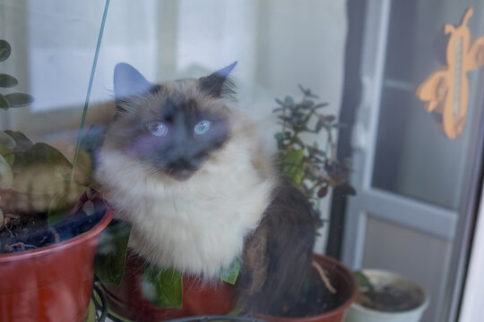 Fluffy long-haired cat sitting directly on green houseplants near a window at home. Curious pet behavior and cozy everyday lifestyle scene representing cats, indoor plants, home gardening and the chal