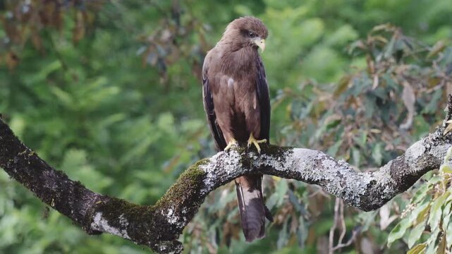 Brown bird of prey resting on a mossy branch hawk raptor wildlife nature perched hawk raptor wildlife nature perched