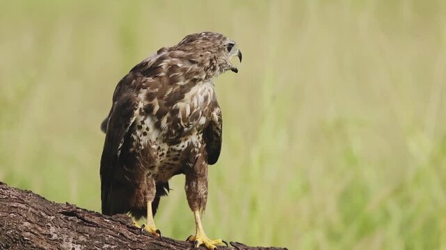 Brown hawk perched on a wooden branch in a field bird raptor predator wildlife nature bird raptor predator wildlife nature