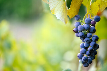 Autumn grapes on vineyard vine © erika8213