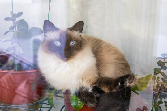 Fluffy long-haired cat sitting directly on green houseplants near a window at home. Curious pet behavior and cozy everyday lifestyle scene representing cats, indoor plants, home gardening and the chal