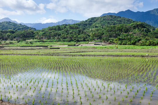 Taiwan rice paddy with mountain backdrop