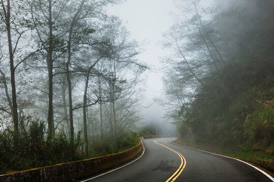 Tree Lined Road Into New Discoveries