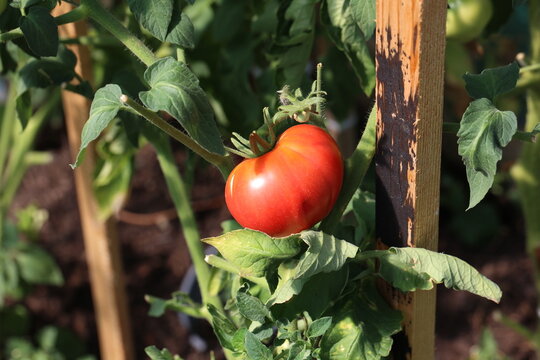 Ripe tomatoes in the garden