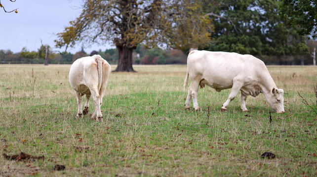 Two white Charolais cows grazing in a green meadow with large oak trees in autumn, rural countryside in England